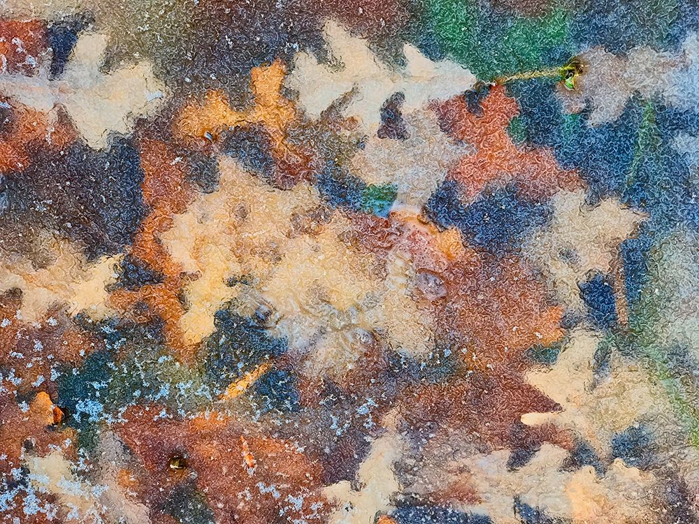 Canada-Manitoba-Winnipeg Autumn leaves frozen in ice art print by Jaynes Gallery for $57.95 CAD